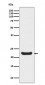 RBP4 Antibody
